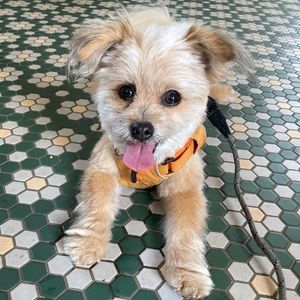 Meet your Posher, Daisy